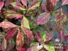 Ožekšnis sparnuotasis  ,Chicago Fire' (lot. Euonymus alatus)
